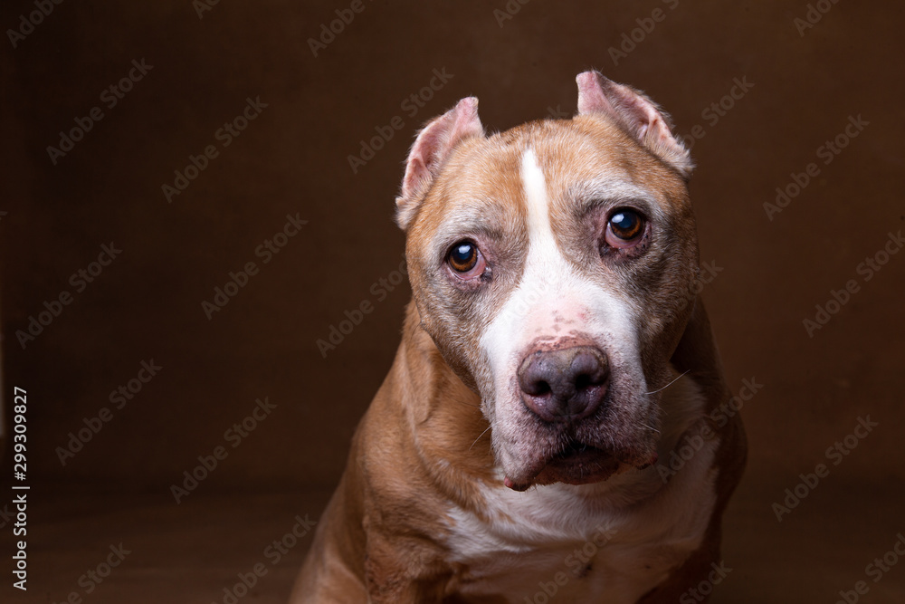American staffordshire terrier on brown background in studio