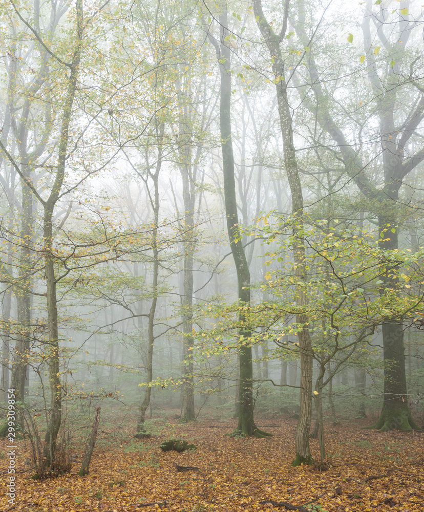 tranquil atmosphere in misty fall forest