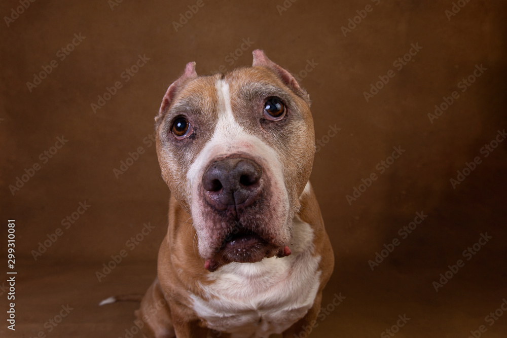 American staffordshire terrier on brown background in studio