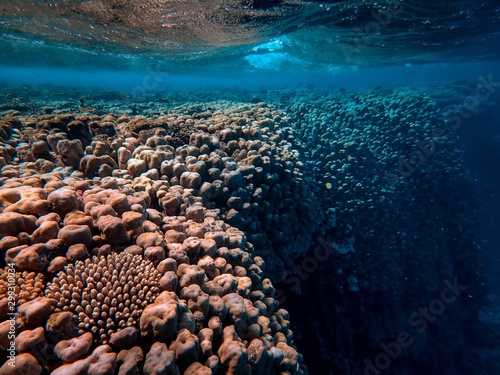 Canvas Print Corals at the bottom of the sea
