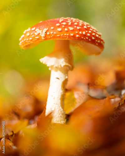 colorful red and white fly agaric mushroom in warm sunlight between autumn leaves