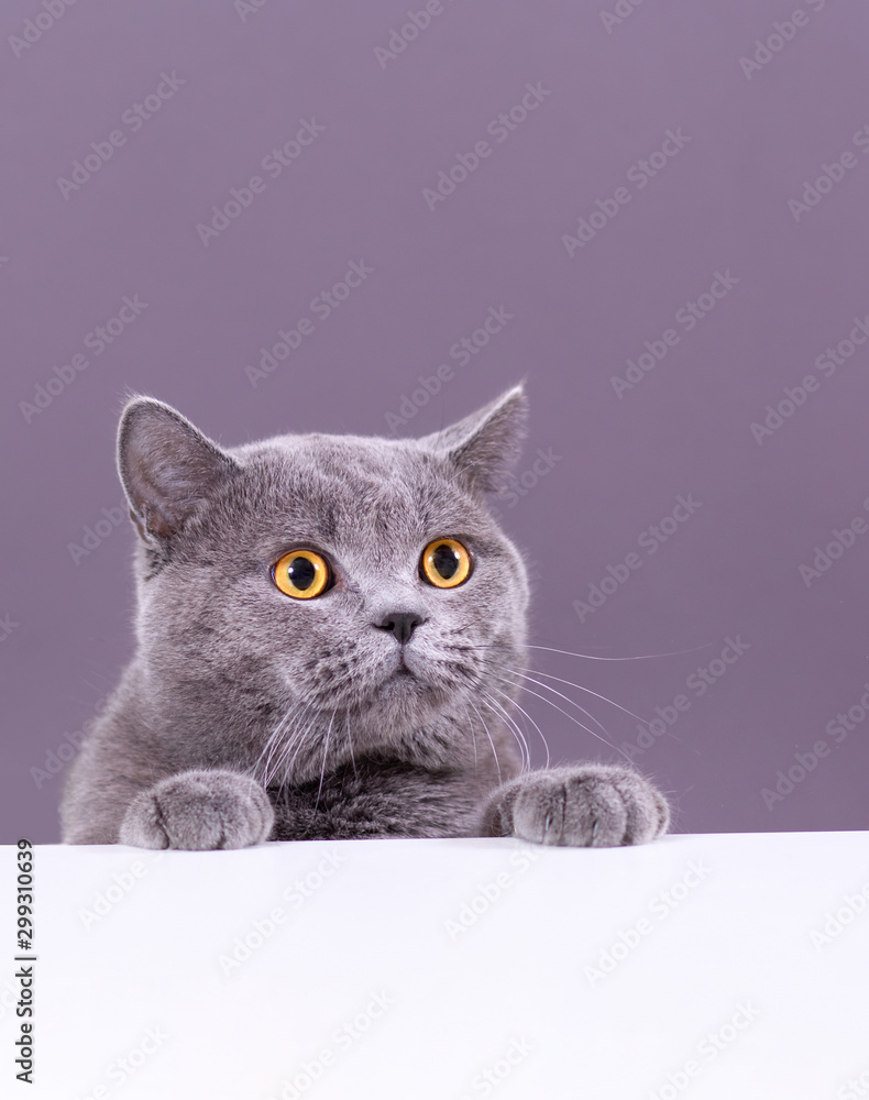 beautiful funny grey British cat peeking out from behind a white table with copy space - obrazy, fototapety, plakaty 