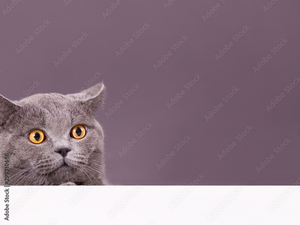 beautiful funny grey British cat peeking out from behind a white table with copy space - obrazy, fototapety, plakaty 