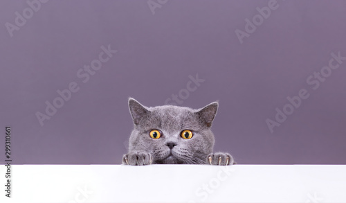 piękny zabawny szary kot brytyjski wystający zza białego stołu z miejsca na kopię