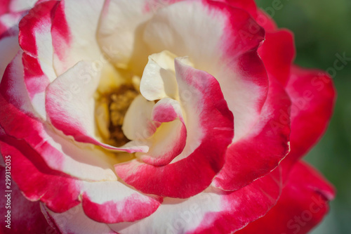 Bild auf Leinwand Scarlet pink white Rose 'Double Delight' (Marketing name - Rosa 'ANDeli'), hybrid tea rose cultivar (Swim & Ellis,1977) in sunny garden