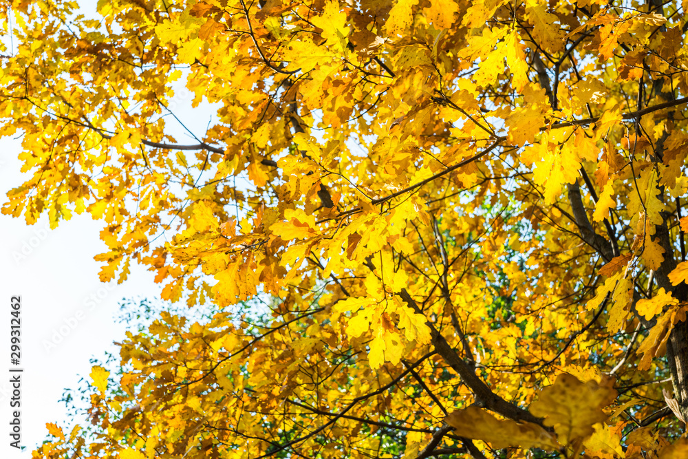 Oak's branches with beautiful golden leaves and acorns. Selective focus. Oak's branches with beautiful golden leaves and acorns. Selective focus.