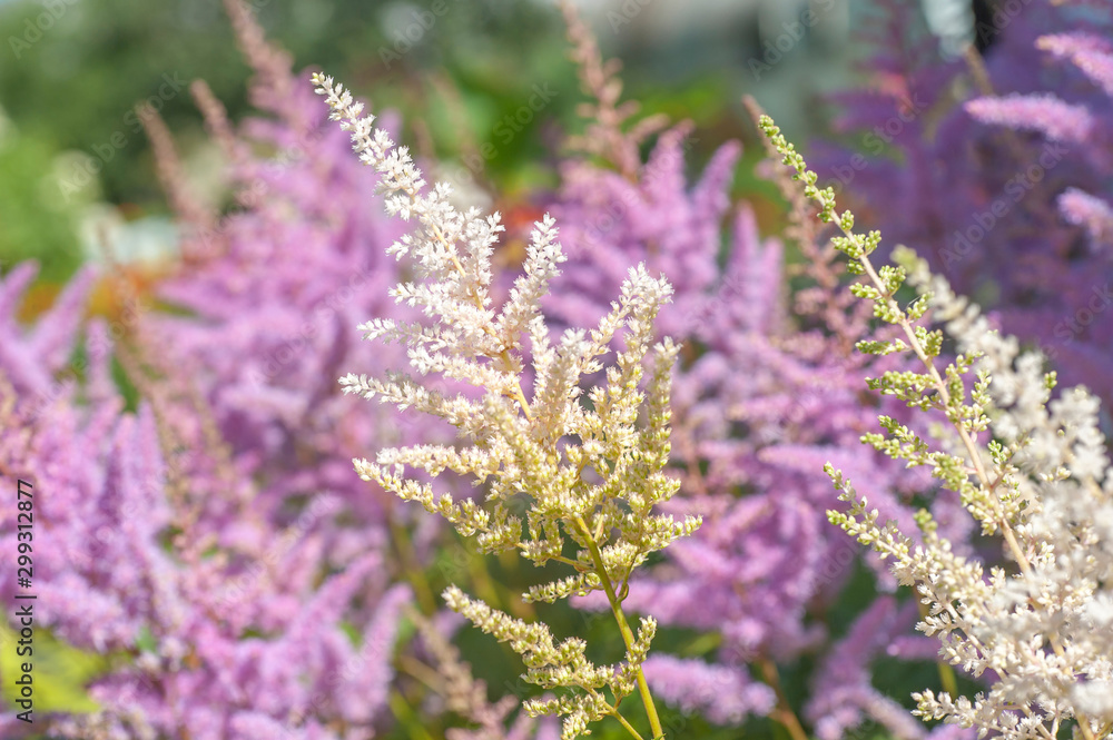 Obraz premium Branch of white Astilbe Chinensis with purple pink background of blooming Astilbe 'Pumila' (Dwarf Chinese Astilbe) in summer sunny garden. Selective focus..July, Russia.