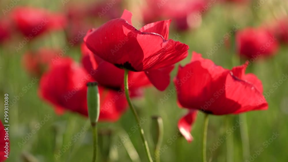 Fields of blooming poppy. Fields and hills are covered with a carpet of wild flowers. Summer 2019, Eastern Georgia, near the town of Gori. Sunset. Fields of blooming poppy. Fields and hills are covered with a carpet of wild flowers. Summer 2019, Eastern Georgia, near the town of Gori. Sunset.