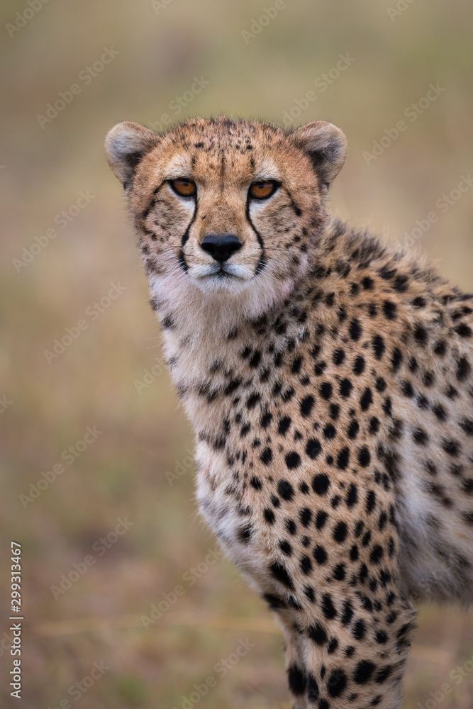 Male Cheetah Portrait Male Cheetah Portrait
