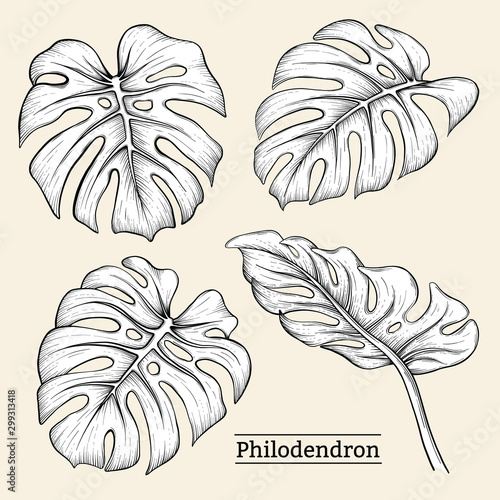 vector illustration of monstera leaves hand drawn sketch cartoon  style