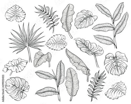 vector illustration of different tropical leaves hand drawn sketch cartoon style