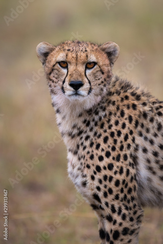 Male Cheetah Portrait
