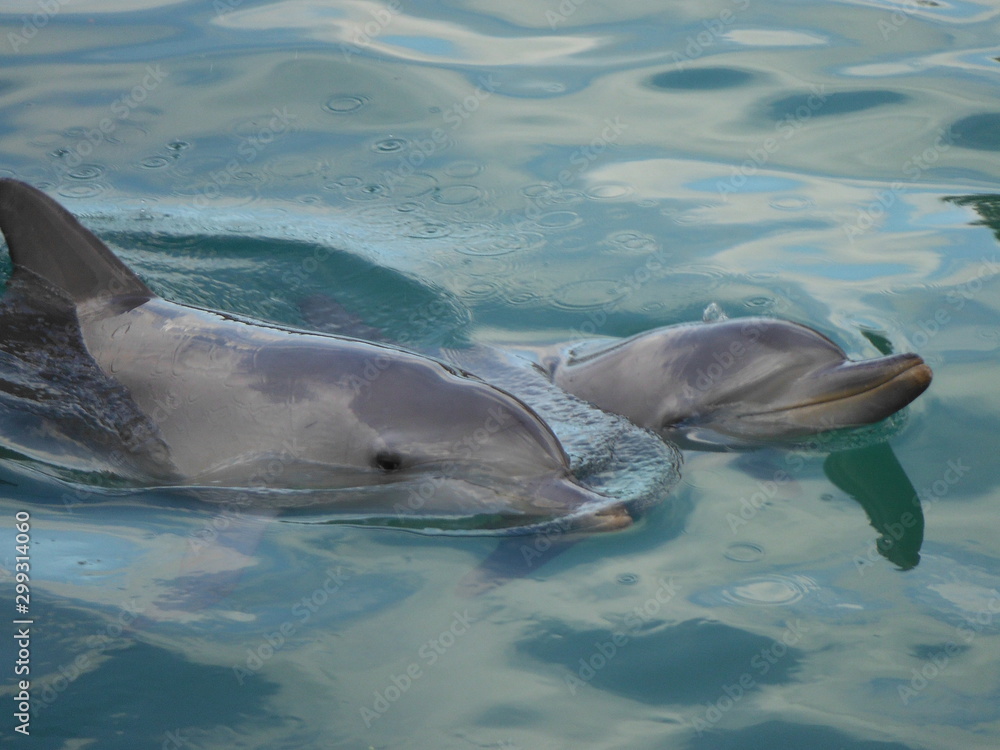 Naklejka premium dolphin