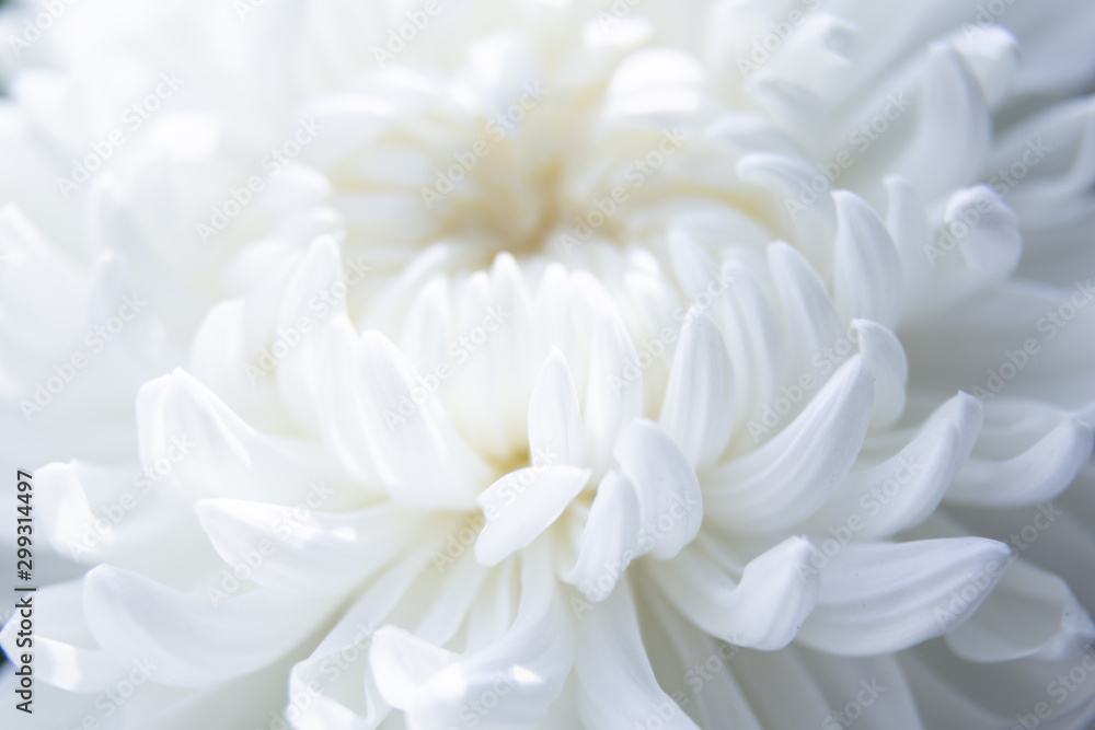 White chrysanthemum petals macro soft focus close up. Dreamy mood, morning light wedding theme image. Fabric, tissue, skin care product poster. Macro feminine style charming botanic decoration poster. White chrysanthemum petals macro soft focus close up. Dreamy mood, morning light wedding theme image. Fabric, tissue, skin care product poster. Macro feminine style charming botanic decoration poster.