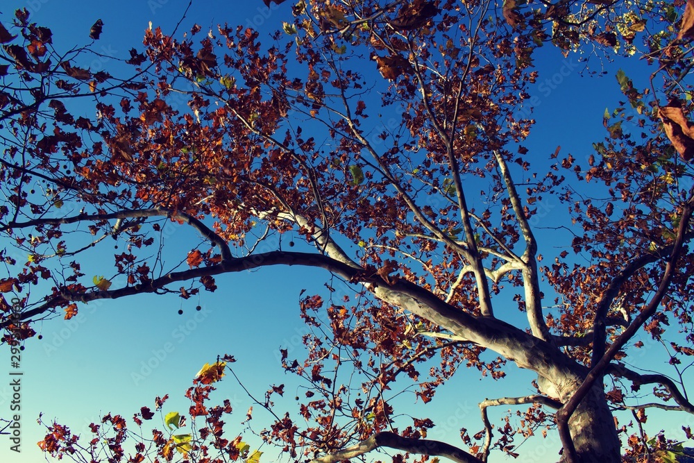 Fototapeta premium Fall or Autumn trees in Mason Neck State Park, during golden hour