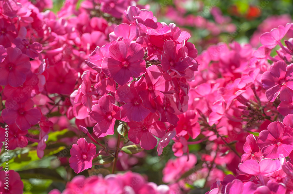Intensive pink flowers of Phlox paniculata, close up. Selective focus.July, Russia.. Intensive pink flowers of Phlox paniculata, close up. Selective focus.July, Russia..