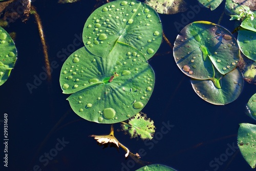 Close up on green Lilly pads with drops of water on top