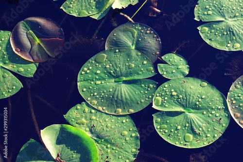 Fotografia Close up on green Lilly pads with drops of water on top