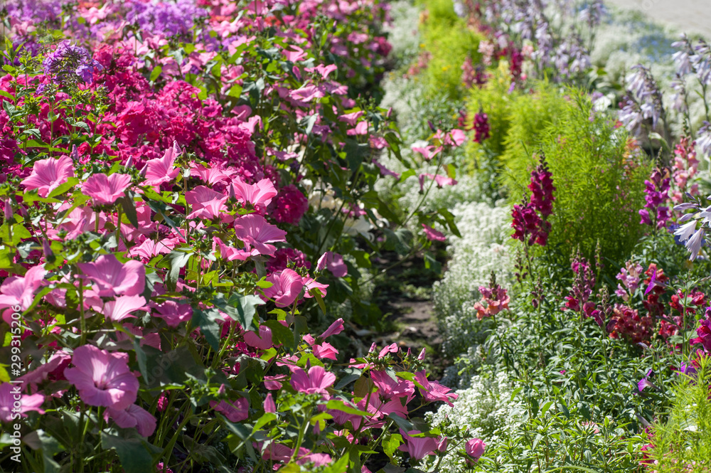 Cheerful and colorful sunny summer flower border with pink Lavatera, mix of pink phloxes , white Sweet Alyssum and colorful mix of Antirrhinum Maju. Selective focus. .July, Russia.