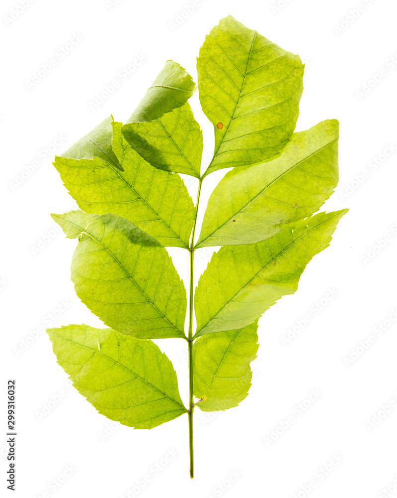 Fototapeta premium Green leaf from a tree is isolated on a white background