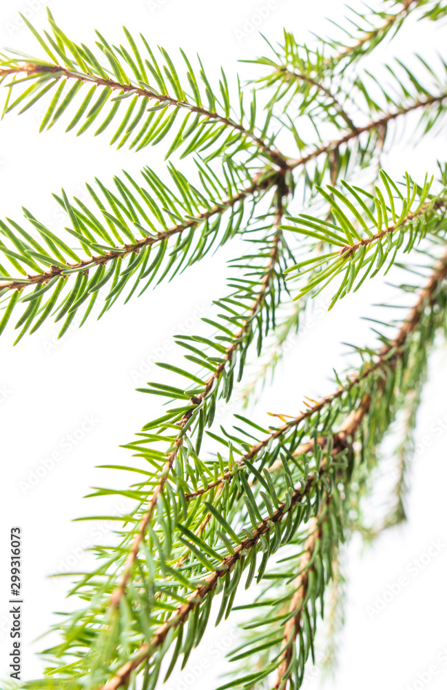 Green needles on a Christmas tree branch Green needles on a Christmas tree branch