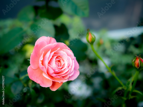 Pink Rose Blooming