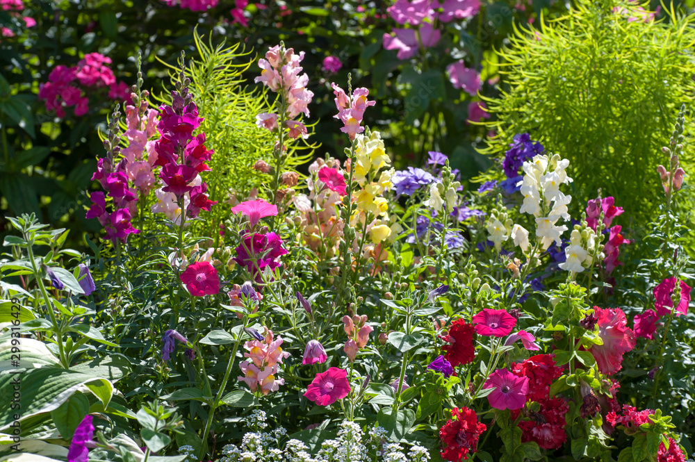 Pink, purple, white and red mixed cheerful and scented flower border with colorful mix of Antirrhinum Maju and mix of Petunia flowers..July, Russia. Pink, purple, white and red mixed cheerful and scented flower border with colorful mix of Antirrhinum Maju and mix of Petunia flowers..July, Russia.