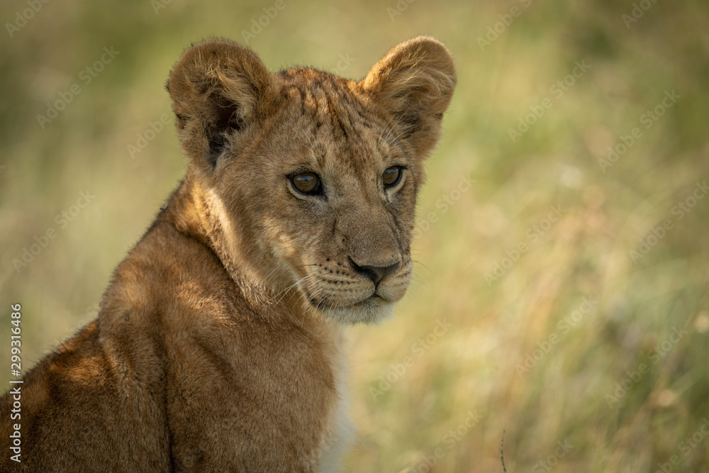 Close-up of lion cub sitting facing right Close-up of lion cub sitting facing right