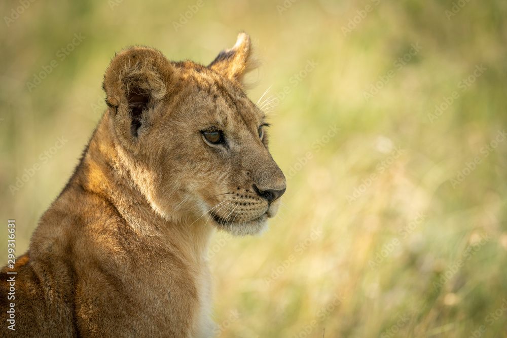 Obraz premium Close-up of lion cub sitting in grass