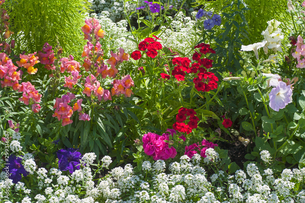 Mixed colorful cheerful and scented  flower border with white Sweet Alyssum, mix of Petunia and colorful mix of Antirrhinum Maju and red and blue Phlox drummondii  grandiflora ..July, Russia.