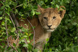 Close-up of lion cub sitting in tree