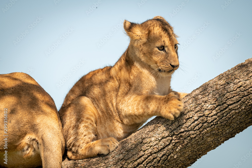 Naklejka premium Close-up of lion cub sitting on branch