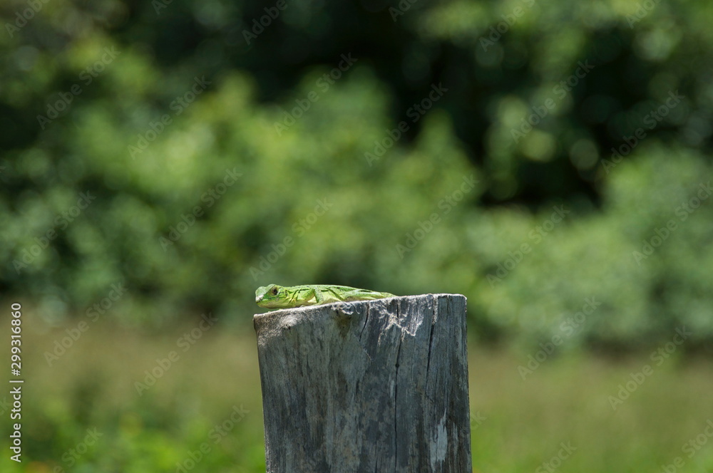 insecte insecte
