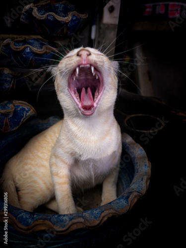 Yellow Cat Yawning on Pot