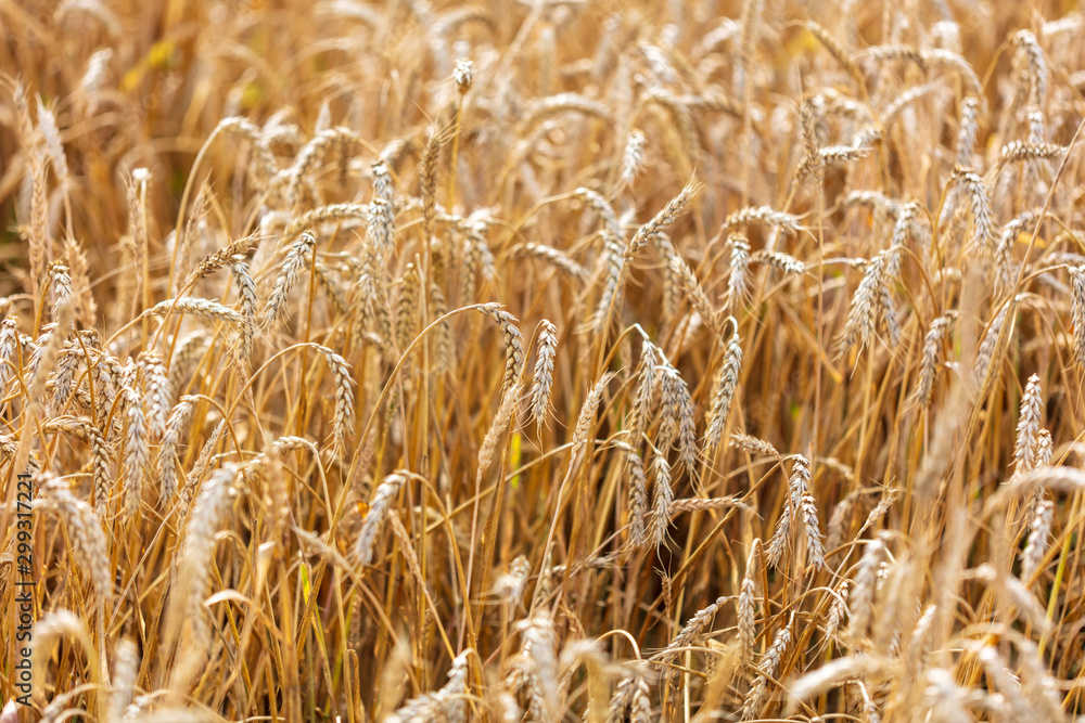 Ripe ears of wheat grow on the nature Ripe ears of wheat grow on the nature