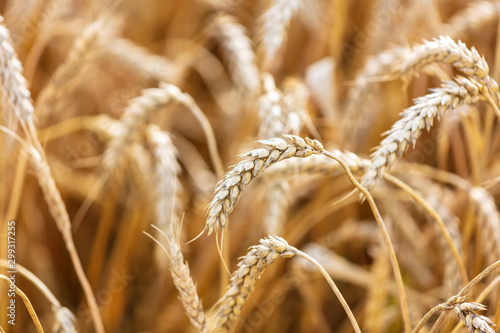 Ripe ears of wheat grow on the nature