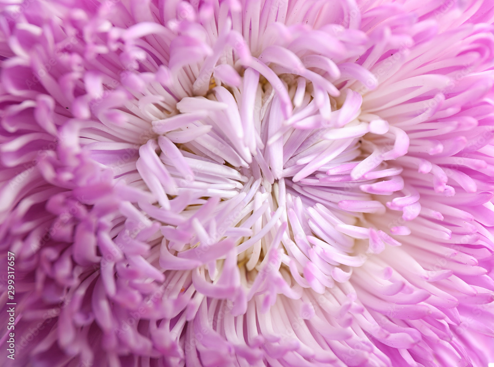 Beautiful violet aster flower on white background, closeup Beautiful violet aster flower on white background, closeup