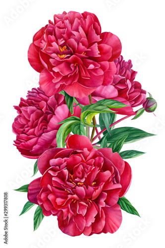 bouquet burgundy peonies on an isolated white background, beautiful watercolor flowers, botanical illustration, painting