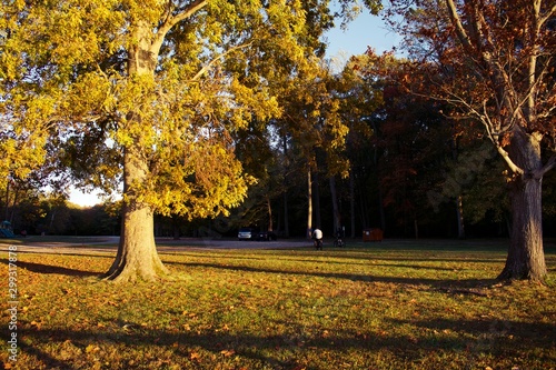 Wallpaper Mural Fall or Autumn trees in Mason Neck State Park, during golden hour Torontodigital.ca