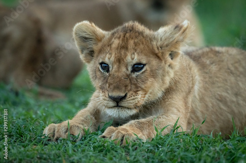 Close-up of lion cub stretching on grass