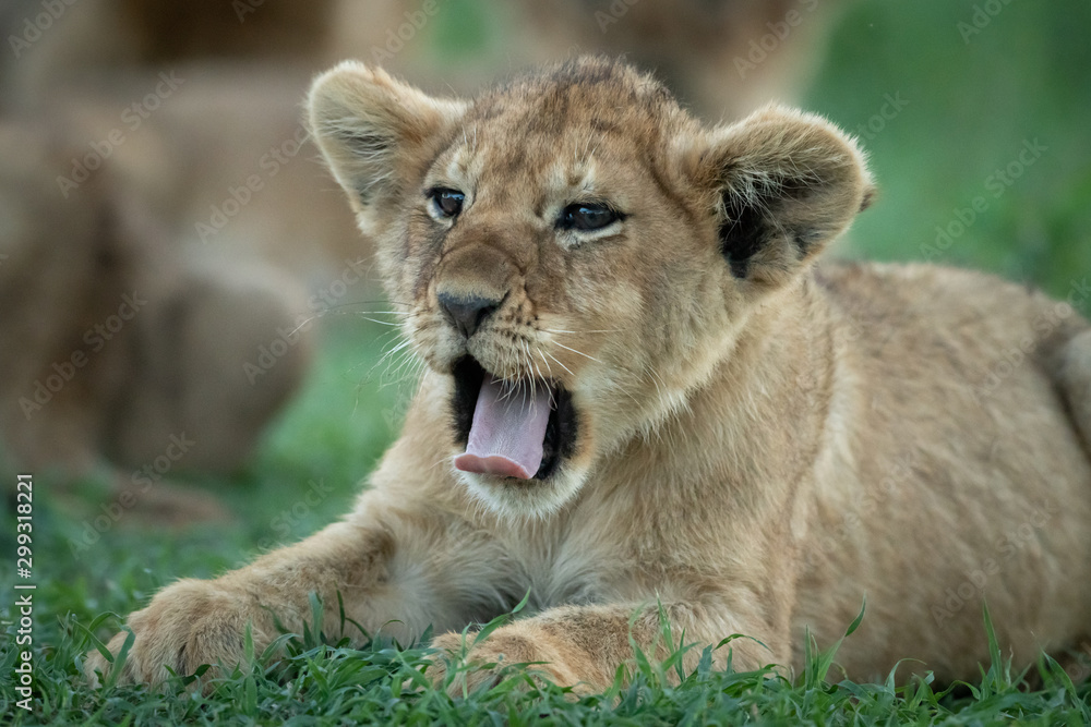 Obraz premium Close-up of lion cub yawning on grass