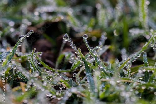 Morning freshness in the dew on grass © Virender