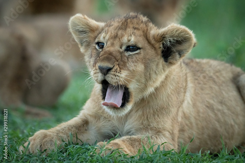 Close-up of lion cub yawning on grass