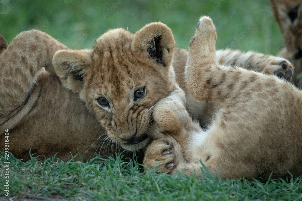 Fototapeta premium Close-up of lion cubs on grass playing
