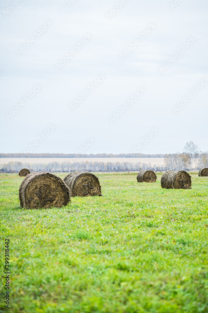 Haystack rolls on agriculture field landscape dark day before the rain. Selective focus. Haystack rolls on agriculture field landscape dark day before the rain. Selective focus.