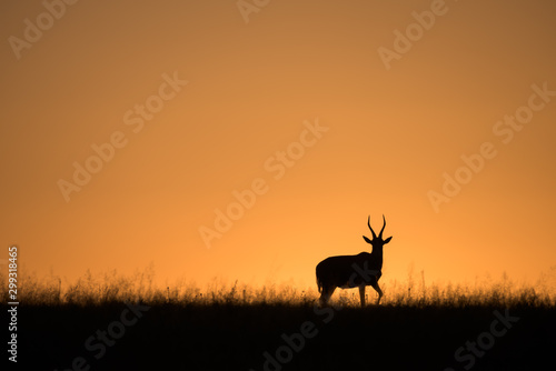 Blesbok Sunrise