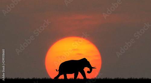Photography silhouette elephants in the landscape on blurry sunset.