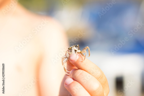 Litlle HCrab in the hand