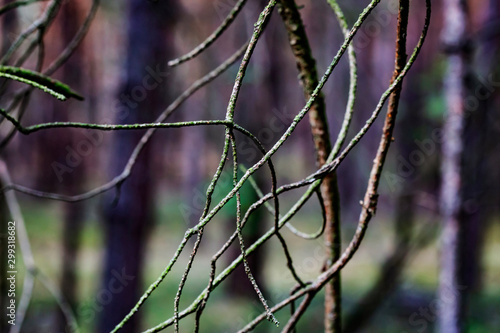 detail of tree branches in the forest
