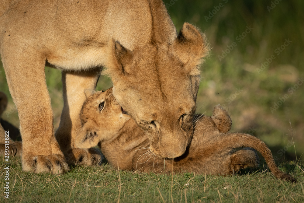 Obraz premium Close-up of lioness biting belly of cub